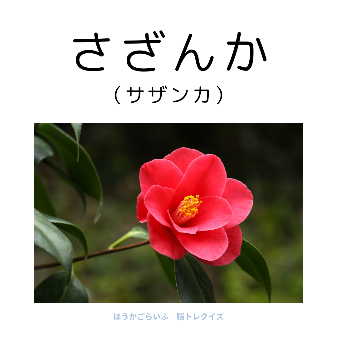 高齢者向け（無料）言葉の並び替えで脳トレしよう！文字（ひらがな）を並び替える簡単なゲーム【花の名前】健康寿命を延ばす鍵